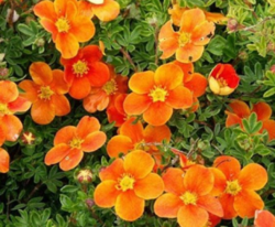 Лапчатка Танжерин (оранжевые цветки) H30-40 3л